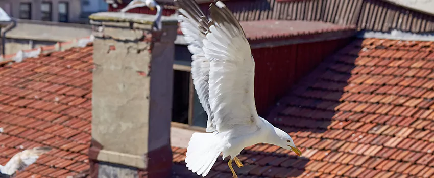 Residential Chimney Animal Removal Solution in Merritt Island, FL